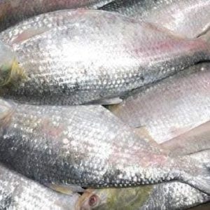 ৬ কেজি ( ৩ পিস ইলিশ )
