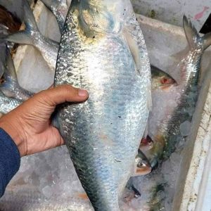 ৬ কেজি ( ৪ পিস ইলিশ )