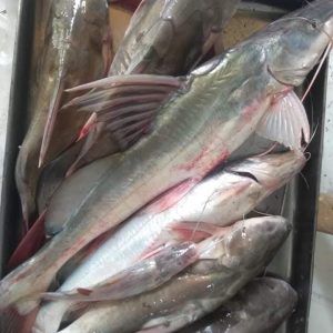নদীর ট্যাংরা ৩ কেজি
