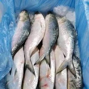 ৬ কেজি ( ৬ পিস ইলিশ )