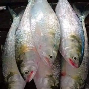 ৬ কেজি ( ১২ পিস ইলিশ )