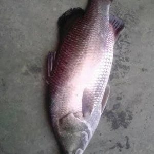 কোরাল মাছ ১ পিস ( ৩ কেজি )